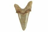 Serrated Sokolovi (Auriculatus) Shark Tooth - Dakhla, Morocco #249416-1